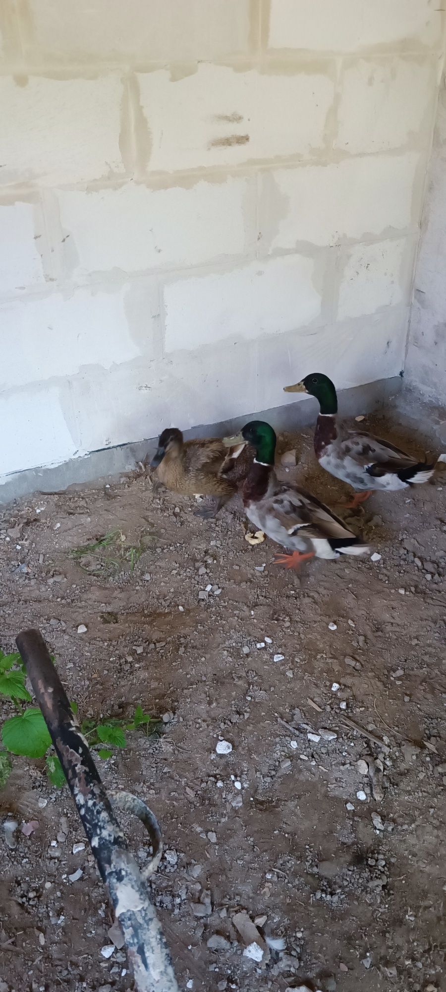 Kaczki  Staropolskie dzikie
