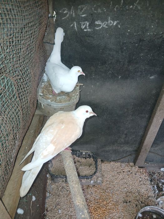 Gołąbki cukrówki i garłacze