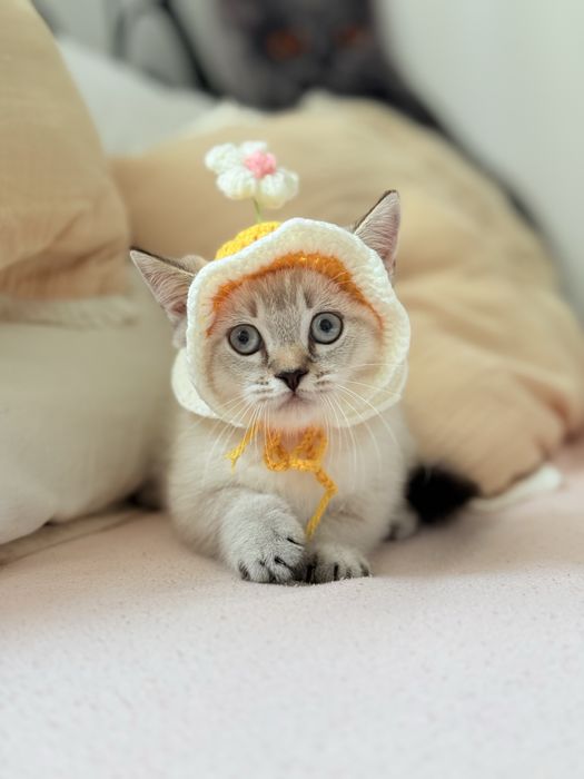 Хлопчик Манчкин