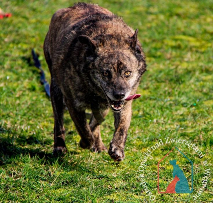 Fuga starsza psina potrzebuje swojego domu