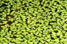 Lagos koi - Planta filtrante