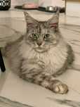 Koty Maine Coon Mco do rezerwacji