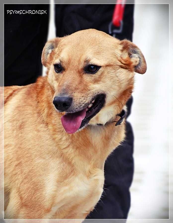 Biszkopt – kochany, socjalny psiak szuka swojego człowieka