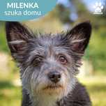 Przemiła Milenka szuka domu!