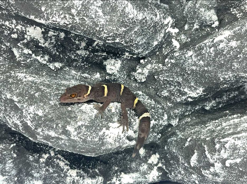 Gekon lamparci chiński chińskie gekony lamparcie Gniezno