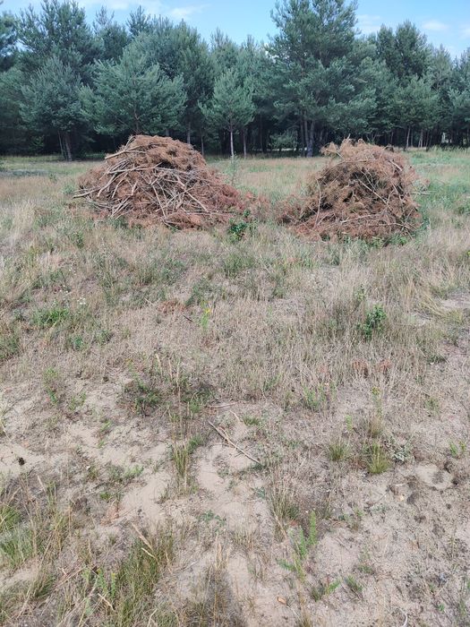 Gałęzie oddam za darmo
