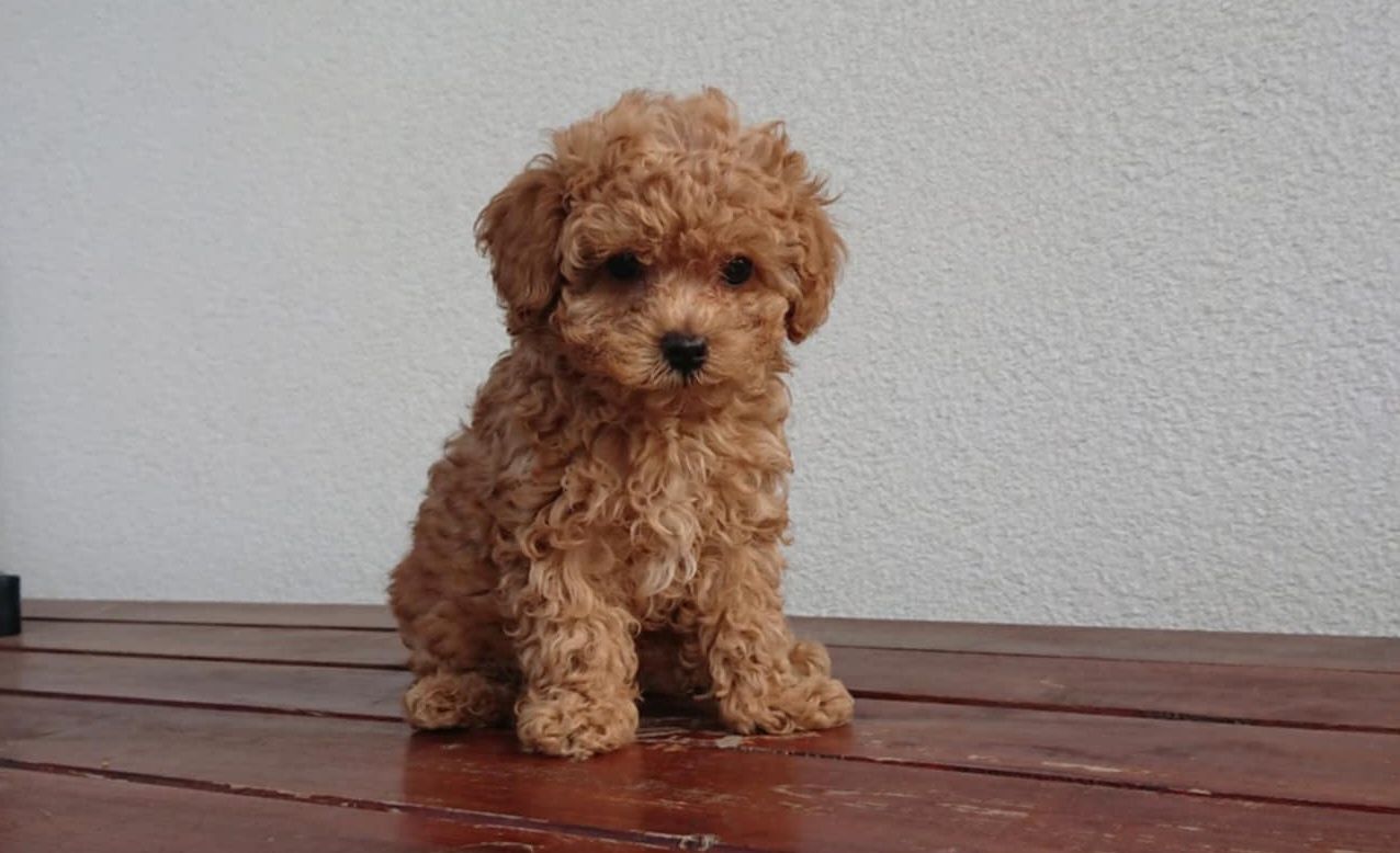 Maltipoo f1b chłopczyk