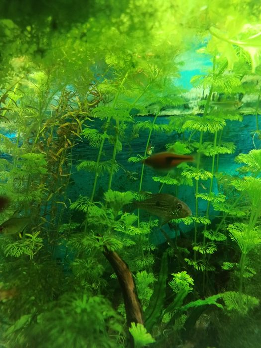 Sprzedam dwa ziemojady