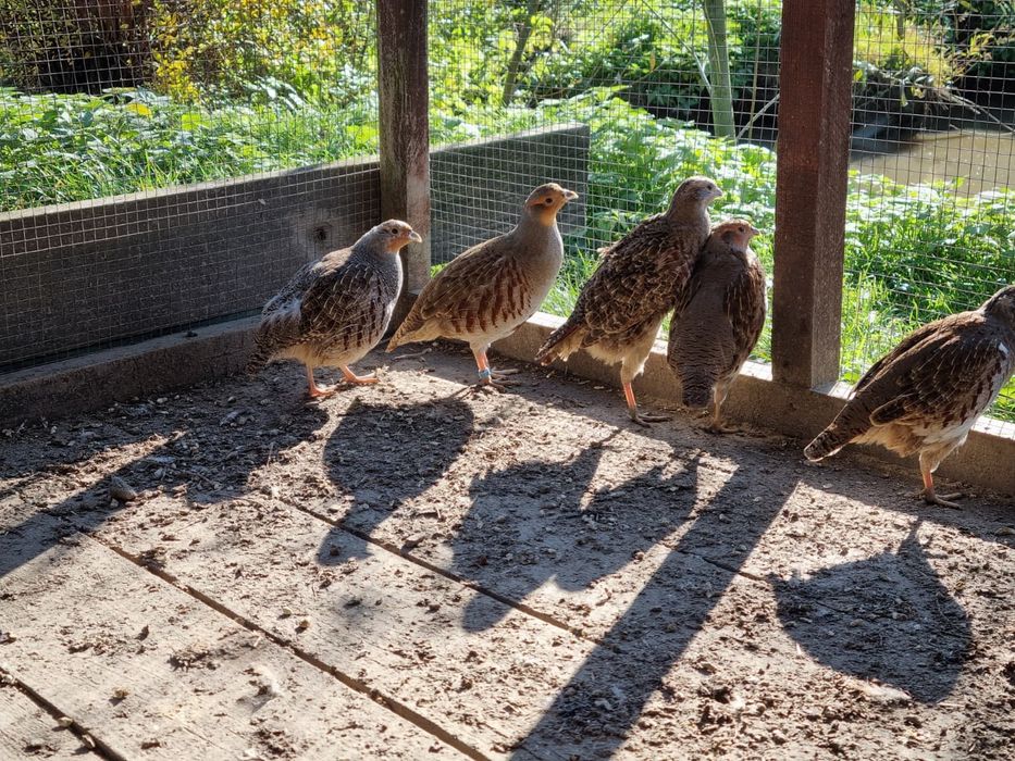 Kuropatwy polne kuropatwa