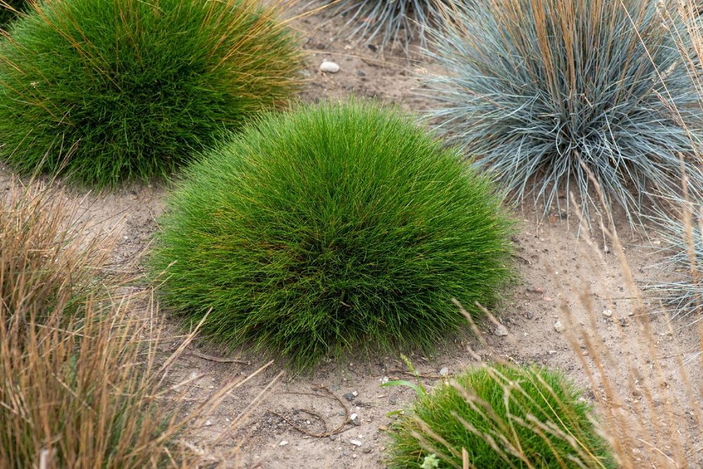 Kostrzewa Gautiera 'Pic Carlit' niedźwiedzie futro (Festuca gautieri)