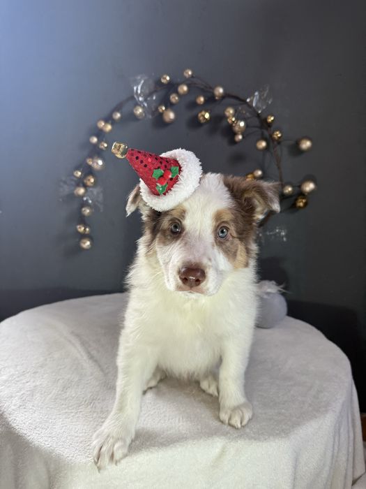 Border Collie Chocolate fantAUstico