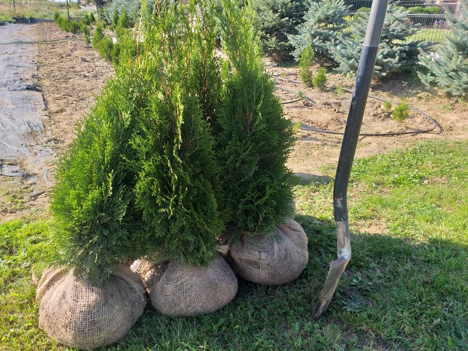 Tuja szmaragd thuja smaragd żywotnik zachodni