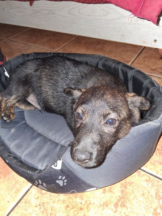 oddam za darmo pieska