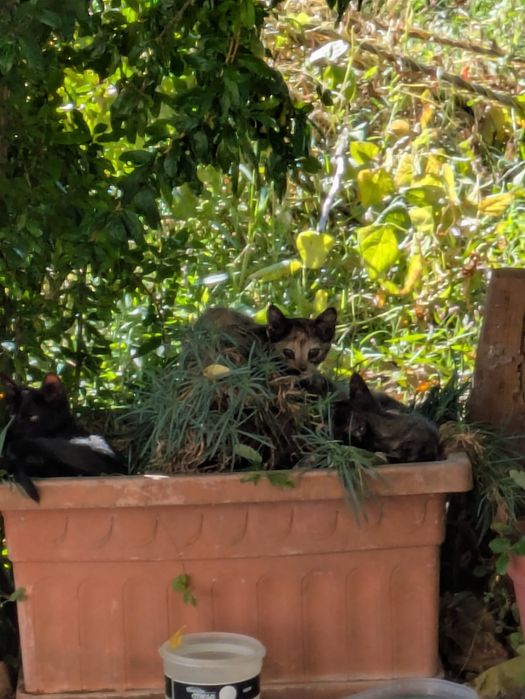 3 gatinhos bebés para adopção