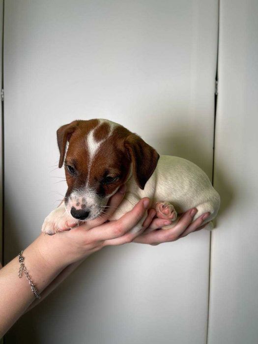 Неймовірний песик Джек, грайливі класні малюки для вас