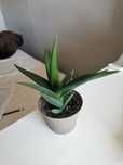 Aloes kolekcjonerski Aloe pentagona v. spiralis