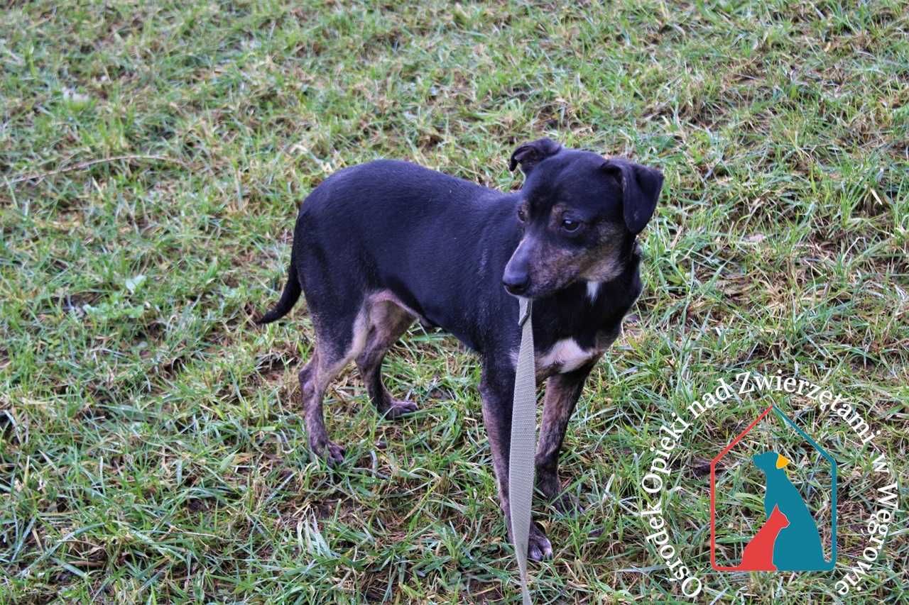 Lilo - mały, fajny piesek szuka domu! Adoptuj!