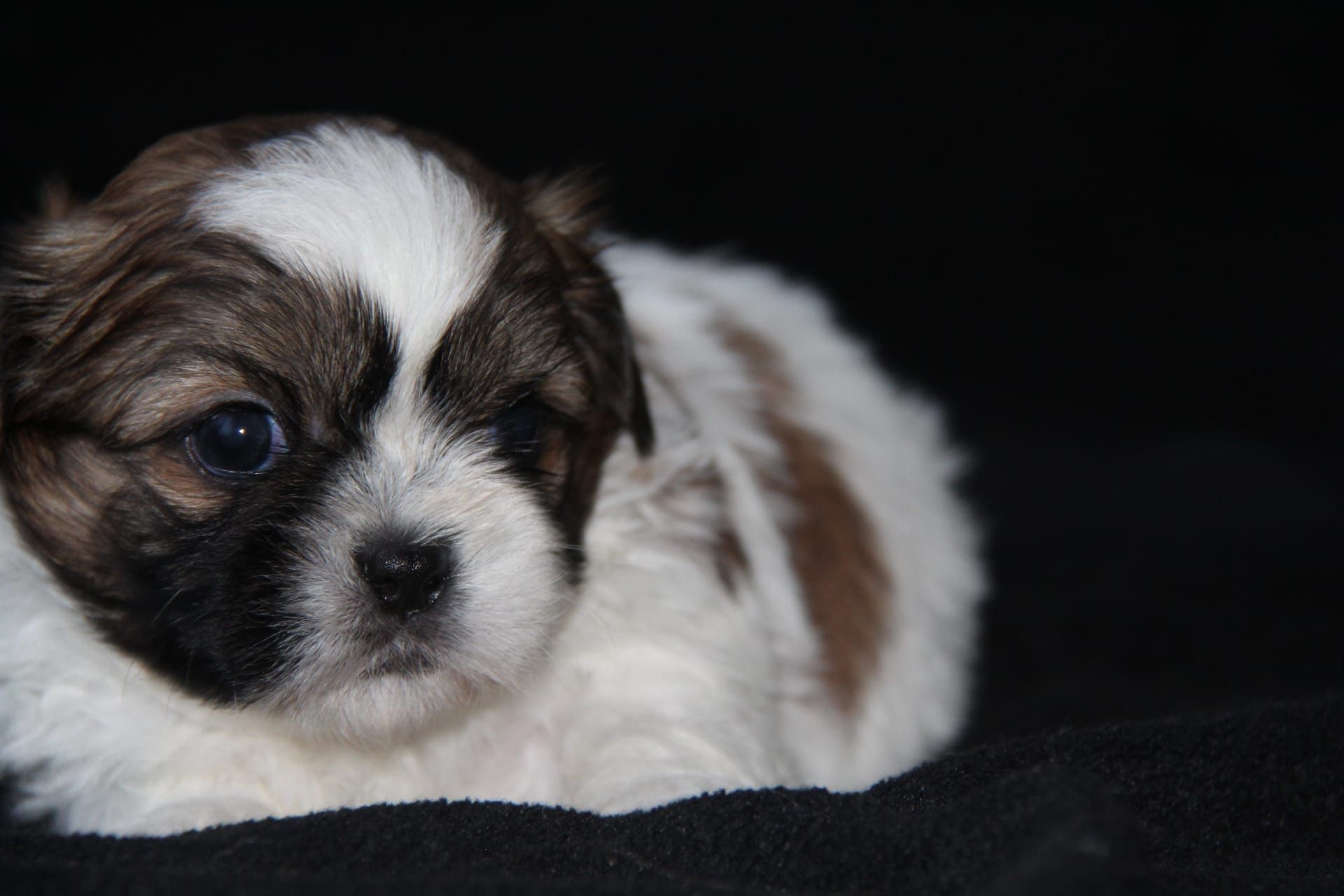 Cachorro Shih-Tzu com Lop Pedigree