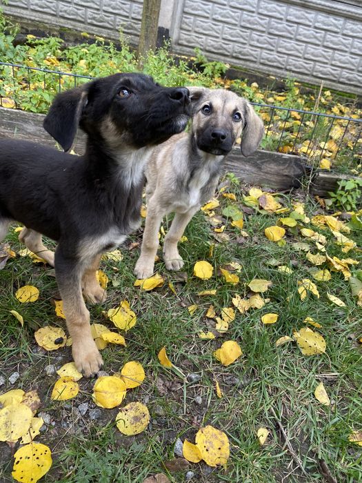 Песики в хороші руки