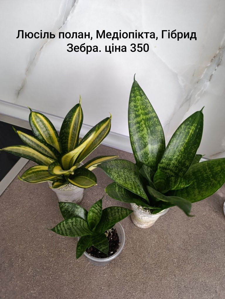 Шикарна сансевієрія Венді