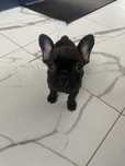 Buldog francuski