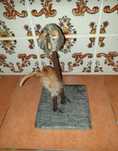 Brinquedo com rato para gato (novo)