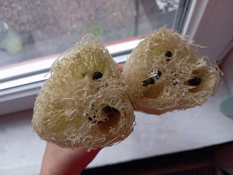 Відбірне насіння люфи