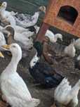 Sprzedam kaczki Pekin , dworki oraz biegusy