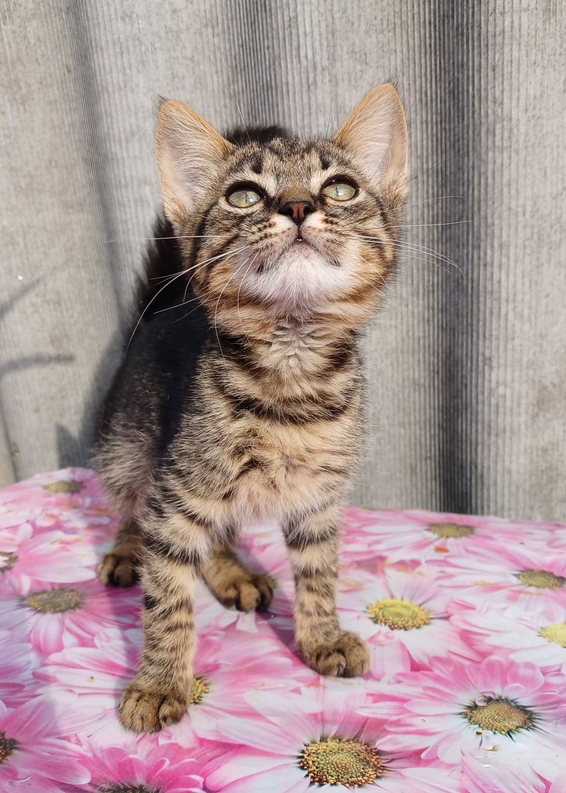 Котик шукає родину