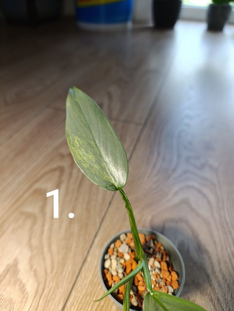 Philodendron silver sword variegata