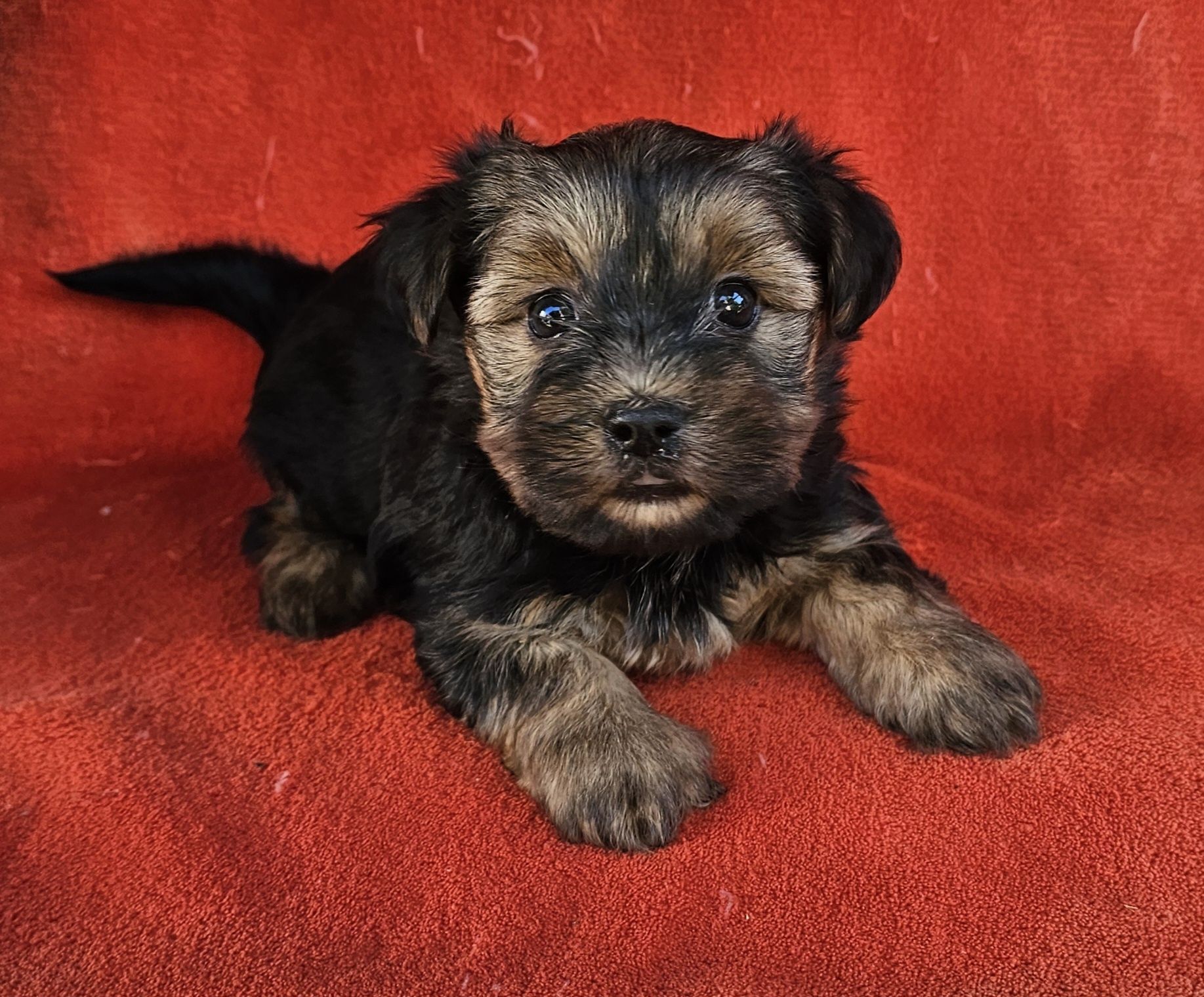 Yorkshire Terrier