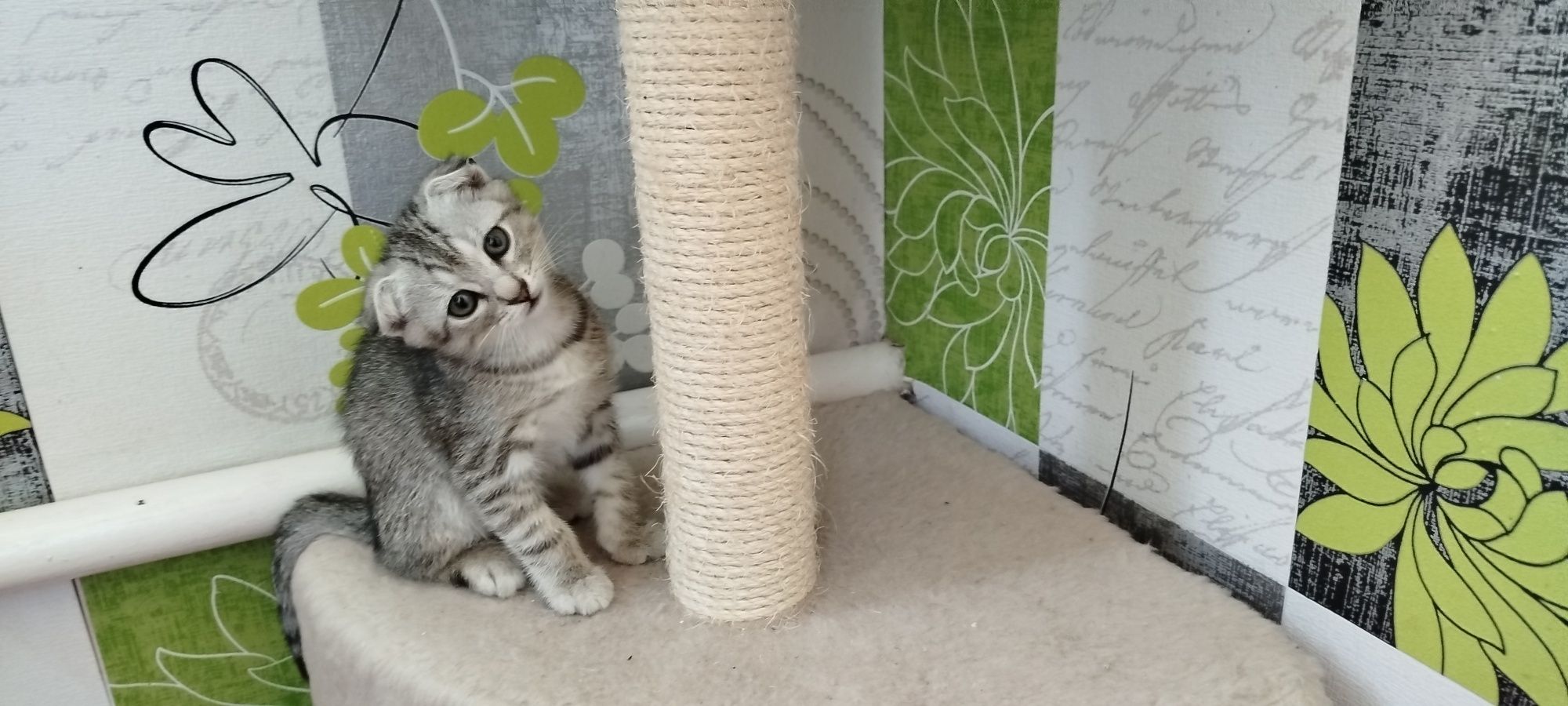 Кошенята котята шотландські