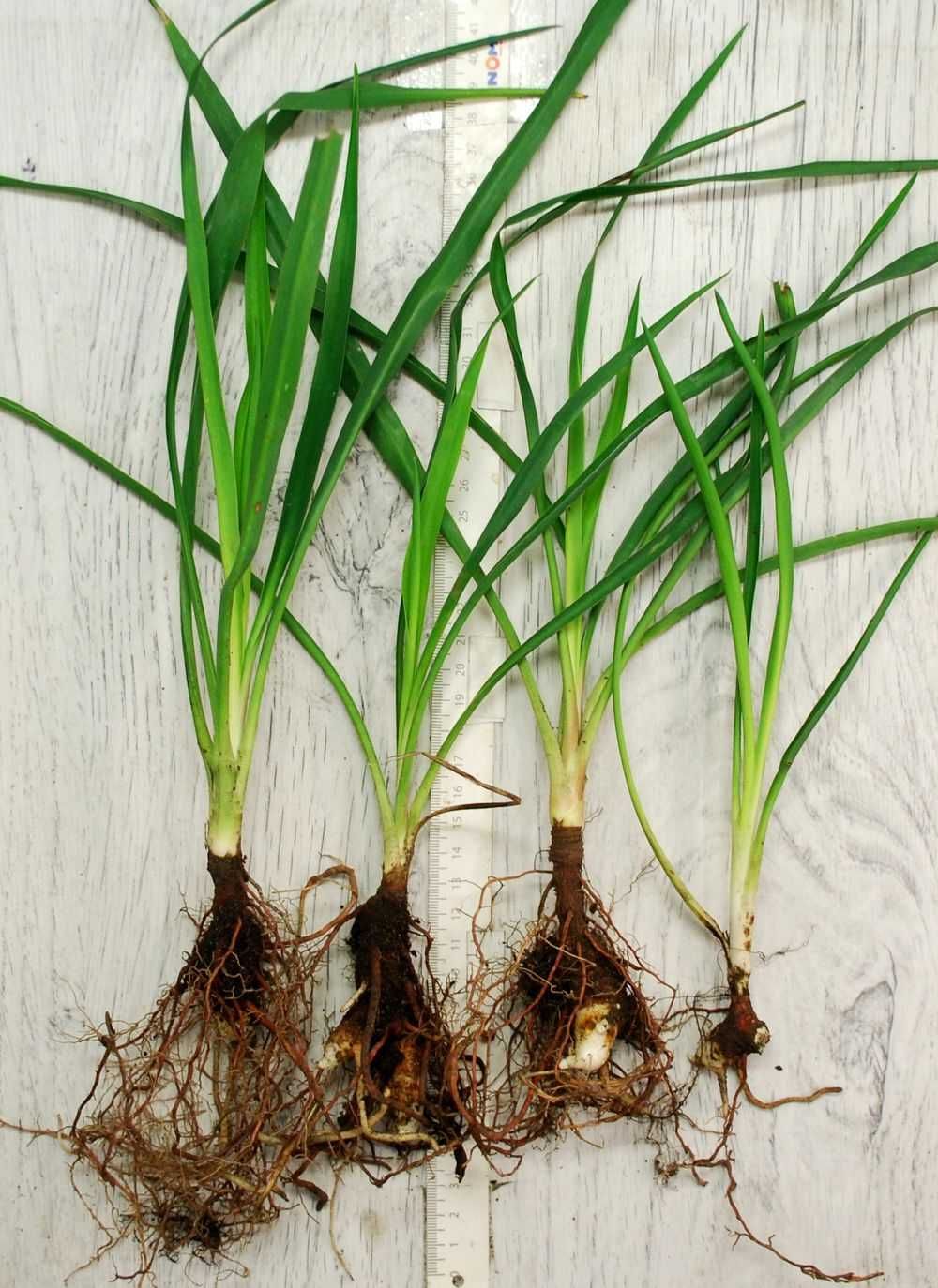 Juka Karolinska Ogrodowa - Yucca Filamentosa