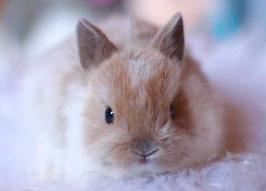 Щоу клас ! порода Нідерландський карлик, кролик з декоративний