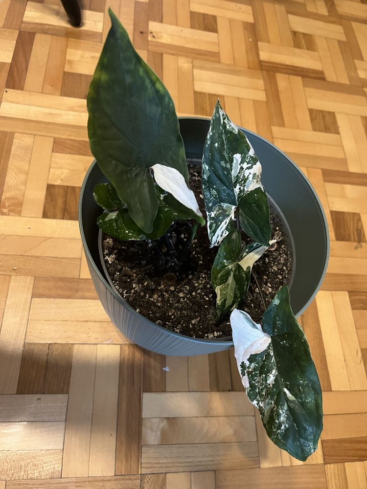 Syngonium emerald gem variegata xl