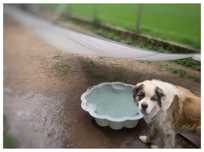 Do adopcji piękny bernnardyn Odys