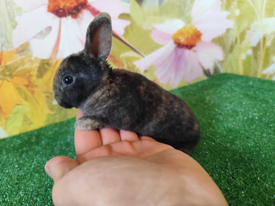 PIĘKNY Mini Rex królik miniaturka karzełek