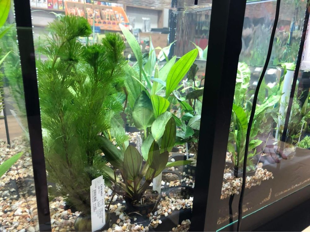 Roślina do akwarium mix anubias moczarka cabomba żabienica microsorium