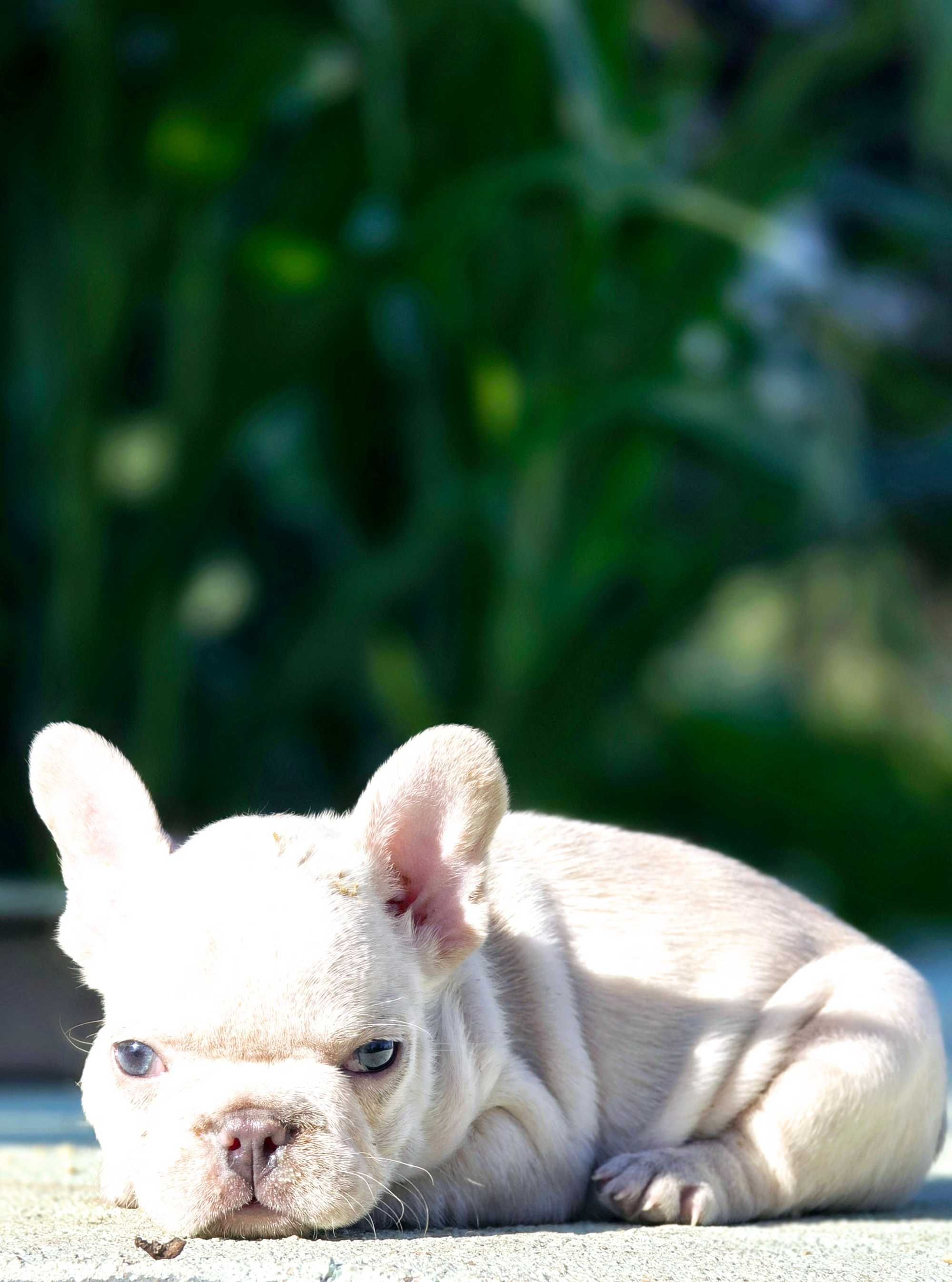 Bulldog francês  Macho cor Blue And Tan Platinum