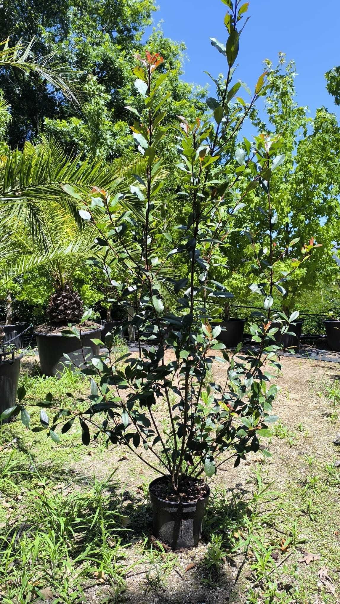 Photinia Robusta Compacta 1,50/1,75m