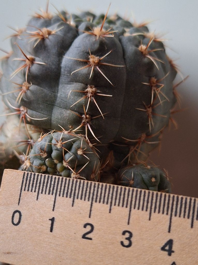 Кактус дітки Gymnocalycium baldianum