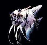 skalar dalmatyńczyk Pterophyllum scalare