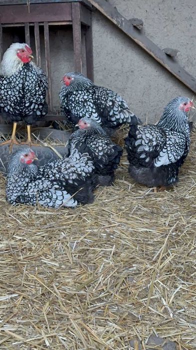 яйце для інкубації віандот срібло та золото