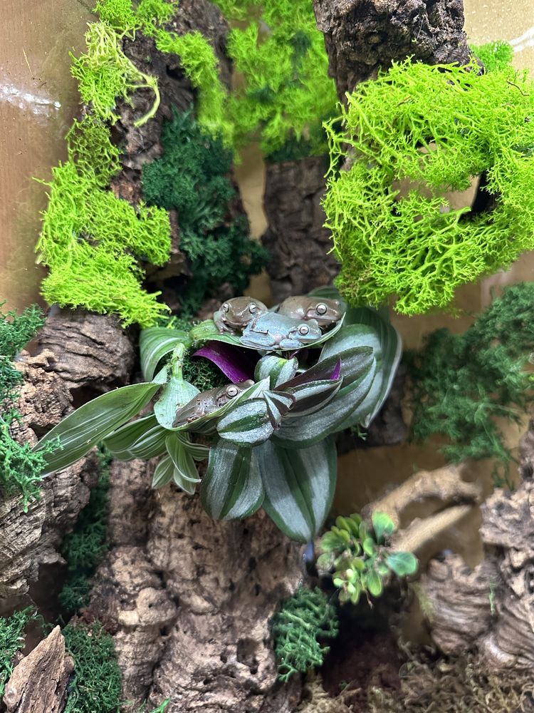 Rzekotka australijska - litoria caerulea. Mlode żabki