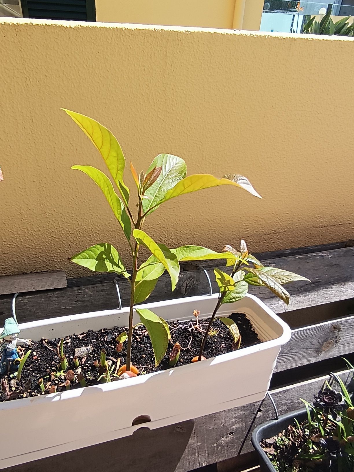 varias plantas .
