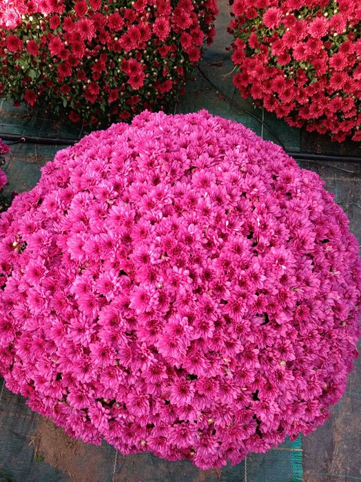 Chryzantemy drobnokwiatowe