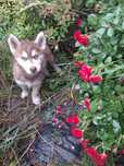 Syberian Husky szczenię