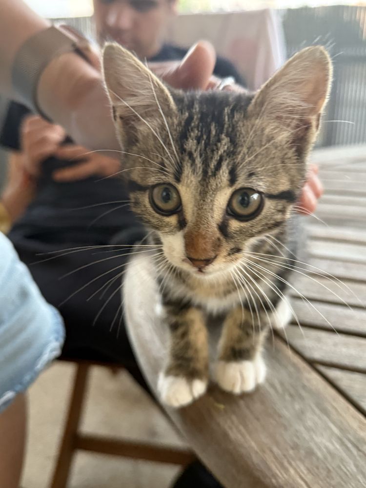 Gato para adocao - Muito meigo e sociavel