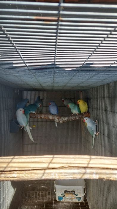 Ring necks várias mutações