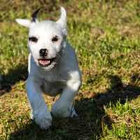 Piękny Dostępny PIESEK-Parson Russell Terrier